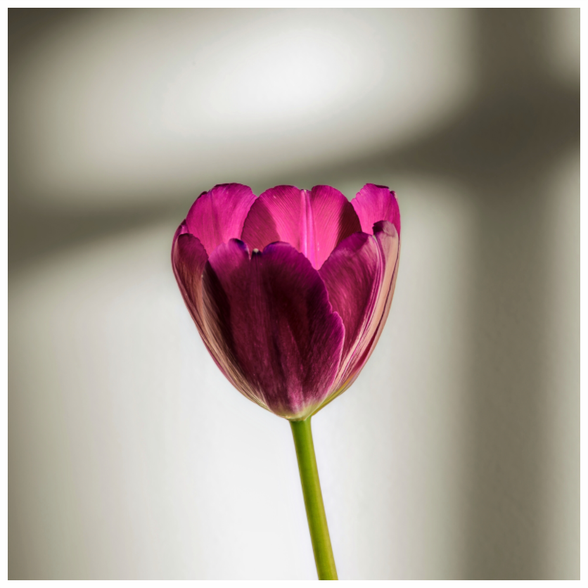 Main image Tulip