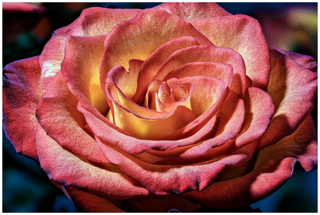 Main image Autumn Rose