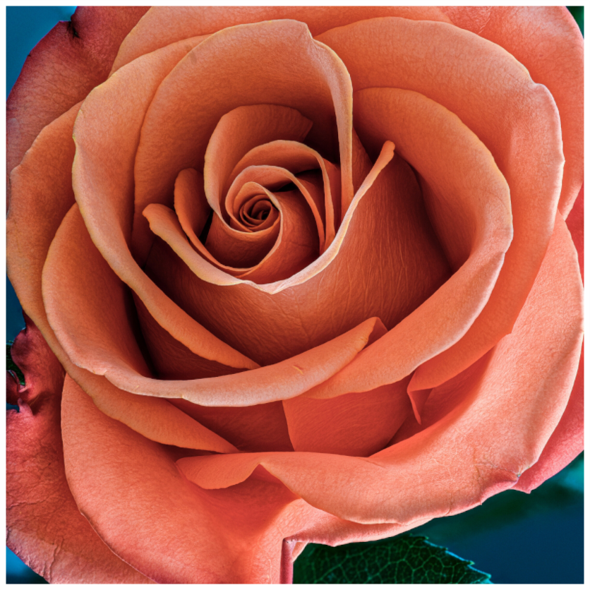 Main image Orange Sherbet Rose