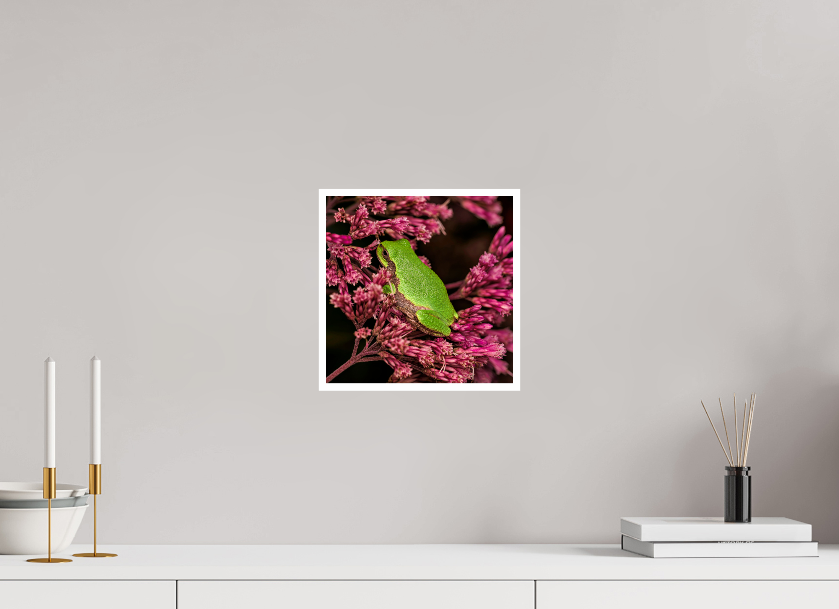 10 x 10″, Hahnemuhle Photo Silk Baryta X with .4" white border Green Tree Frog perched in Sweet Joe Pye Weed Blossom