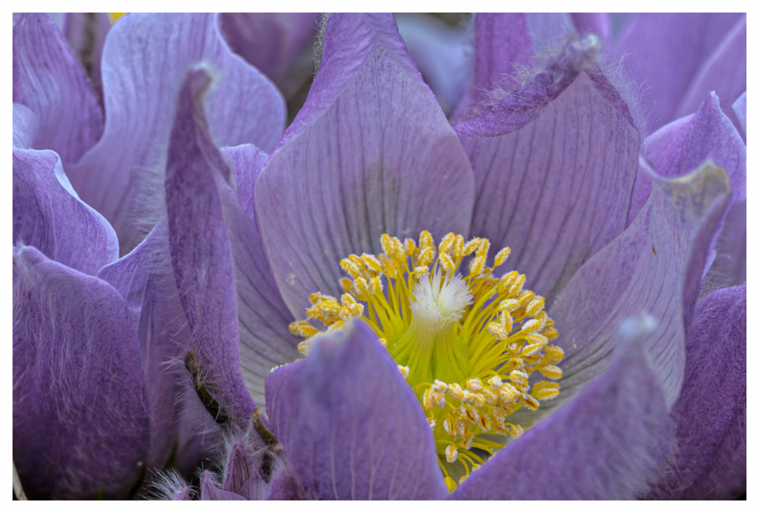 Main image Pasque Flower