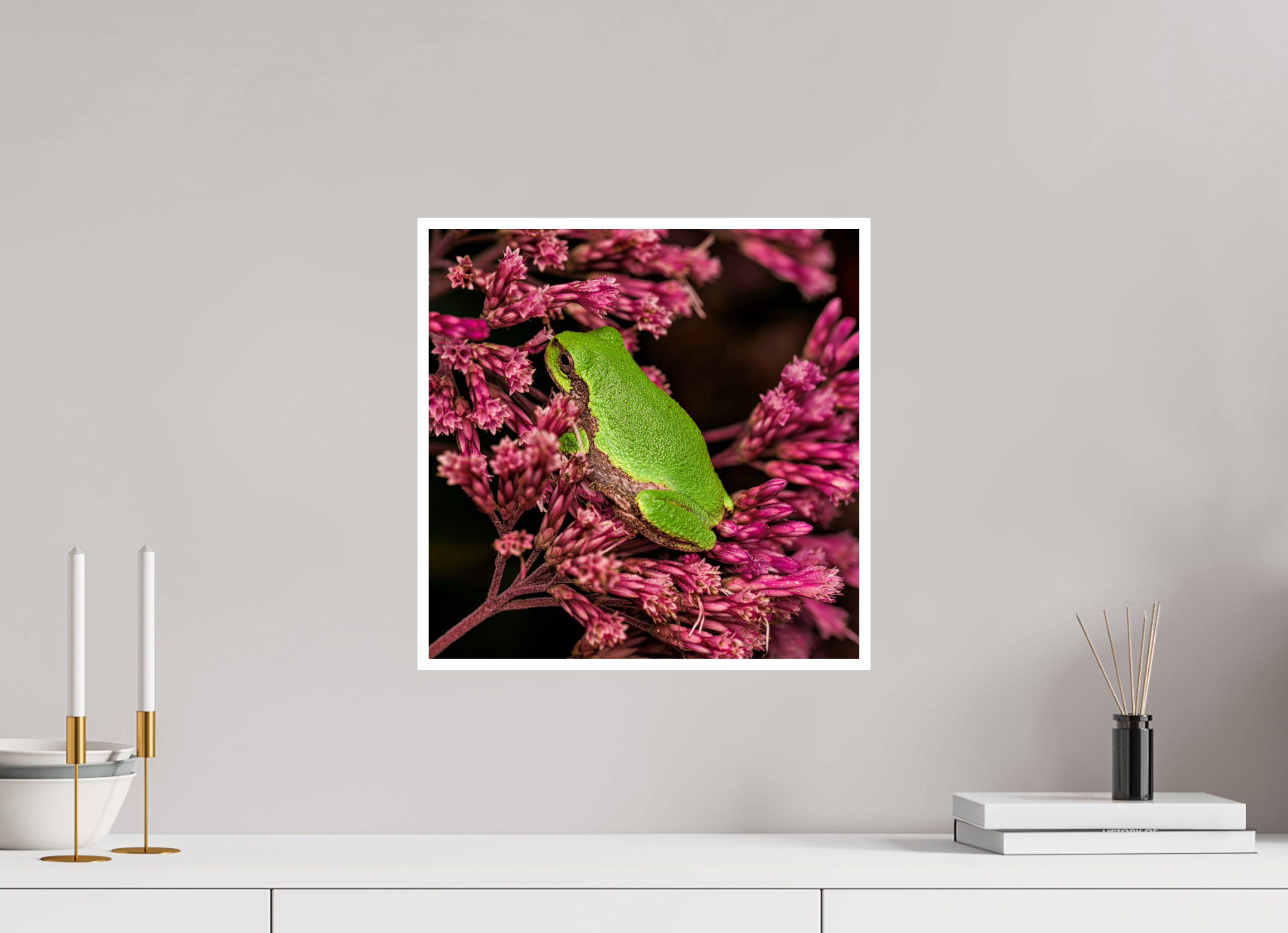 15 x 15″, Hahnemuhle Photo Silk Baryta X with .4" white border Green Tree Frog perched in Sweet Joe Pye Weed Blossom