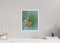 12 x 15″, Canson Photographique II with .4" white border Monarch Butterfly on Hyssop