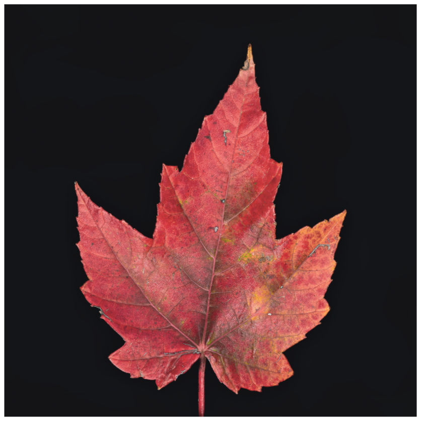 Main image Maple Leaf