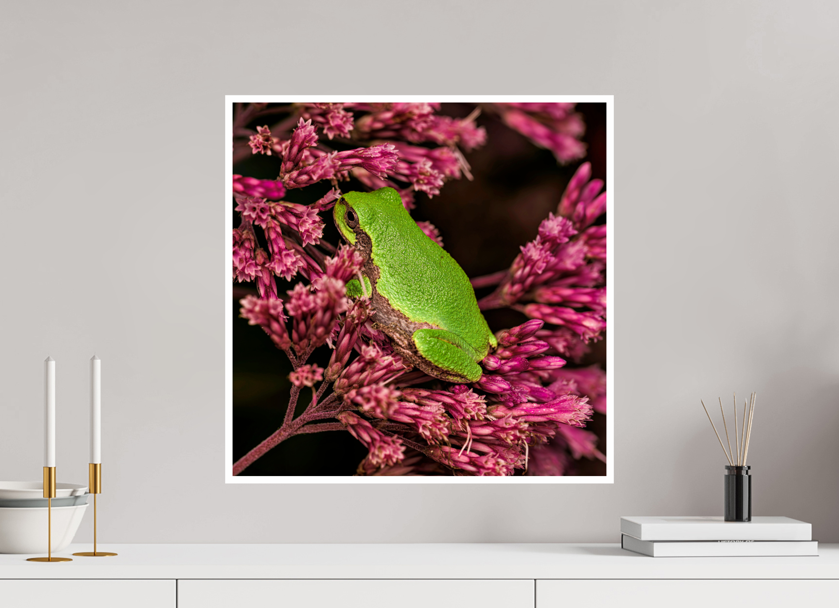 20 x 20″, Hahnemuhle Photo Silk Baryta X with .4" white border Green Tree Frog perched in Sweet Joe Pye Weed Blossom