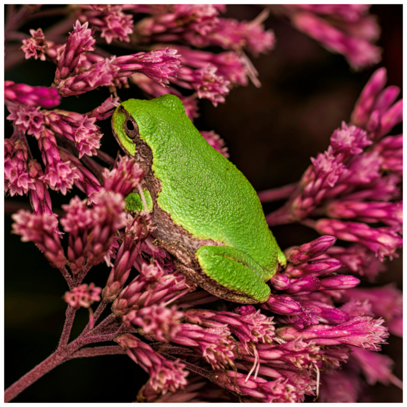 Main image Green Tree Frog perched in Sweet Joe Pye Weed Blossom