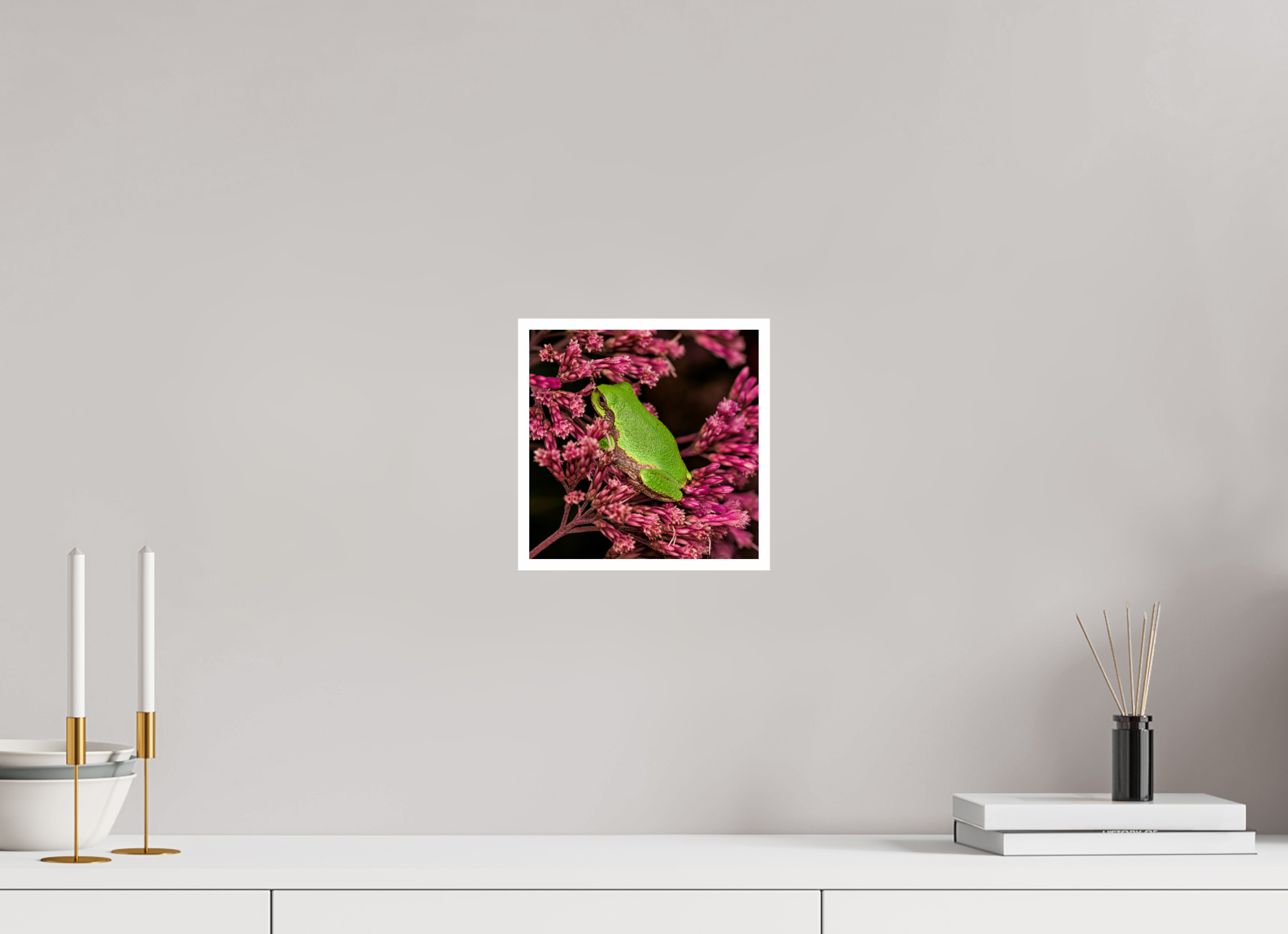 8 x 8″, Hahnemuhle Photo Silk Baryta X with .4" white border Green Tree Frog perched in Sweet Joe Pye Weed Blossom
