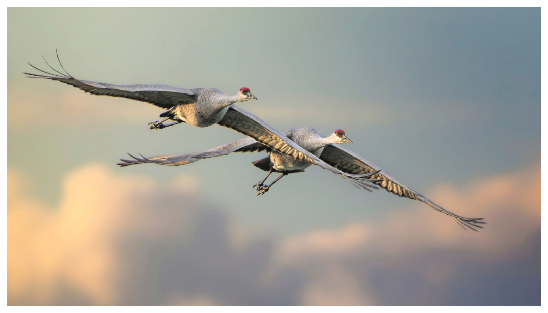 Main image Sandhill Cranes flying over Clouds in morning light