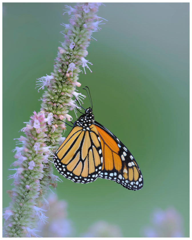 Main image Monarch Butterfly on Hyssop